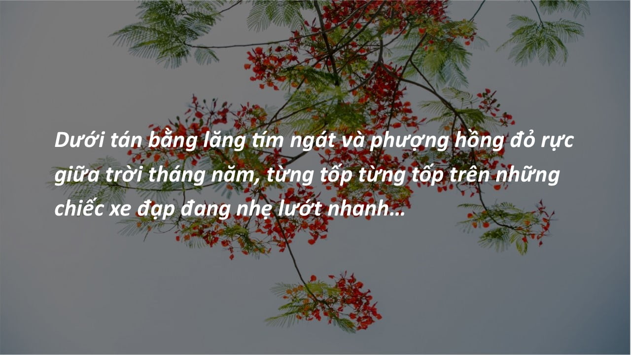 1. Phượng hồng text